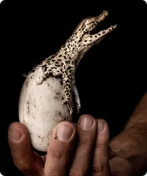 Image by nrossi@wcs.org