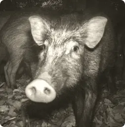 Image by WCS Cameral trap image