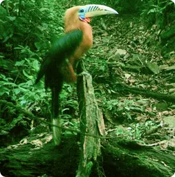 Image by chphommachanh@saolafoundation.org