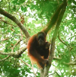 Image by jPandong@wcs.org