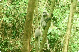 Image by chphommachanh@saolafoundation.org