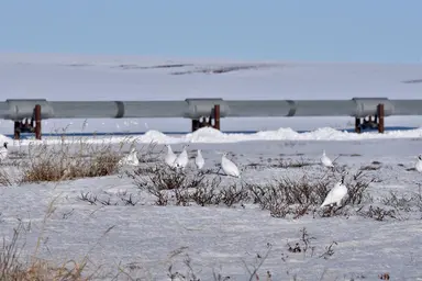 Willow ptarmigan, Arctic Tundra