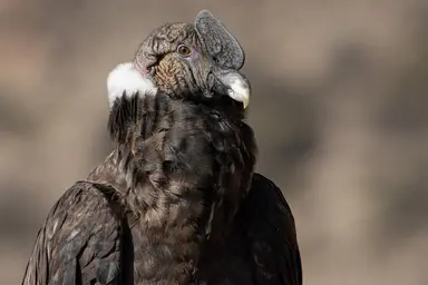 Andean Condor (female)