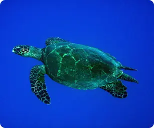 Image by sjupiter@wcs.org