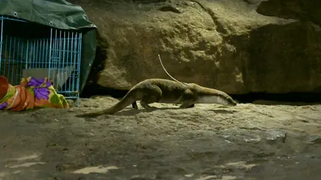 Post Release Images of the Radio Tagged Eurasian Otter1