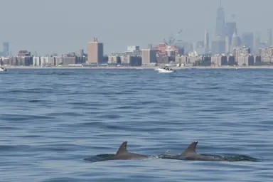 Bottlenose dolphin. Image taken under NMFS MMPA/ESA Permit no. 18786-04.