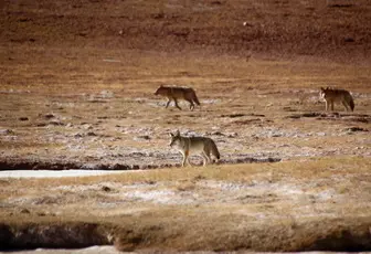 Image by awang@wcs.org