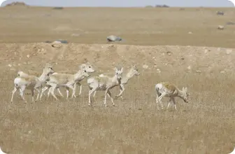 Image by bariunbaatar@wcs.org