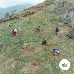 Lomas de lima reforestacion.jpg