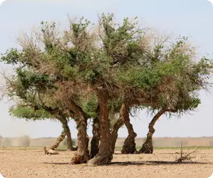 Image by buuveibaatar@wcs.org