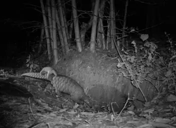Tagged Pangolins With a Baby on Their Back