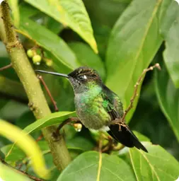 Image by mjdiaz@wcs.org