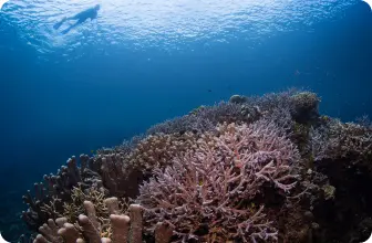 Image by edarling@wcs.org