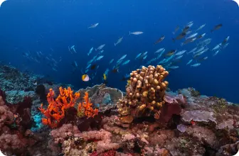 Image by drahmawati@wcs.org (Ditta)/ sfadela@wcs.org (Sheyka)