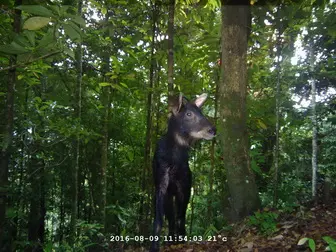 Image by indonesia@wcs.org