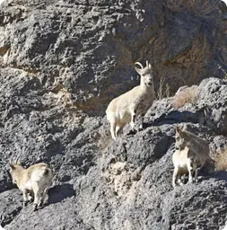 Image by bariunbaatar@wcs.org