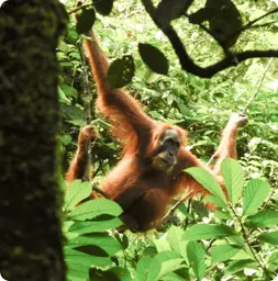 Image by Abdul Khaliq Hasibuan