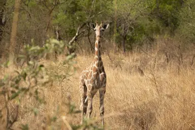 Greater Bouba Ndjidda