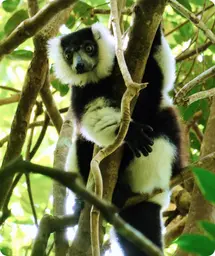 Image by akirkby@wcs.org