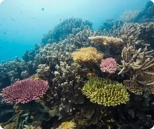 Image by Contact : starigan@wcs.org (Sukma)/ drahmawati@wcs.org (Ditta)/ rrimayanti@wcs.org (Ratih)