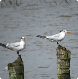 Image by fsantos@wcs.org