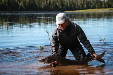 Ontario Northern Boreal Lake Sturgeon