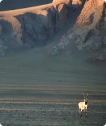 Image by awang@wcs.org