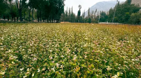 Buckwheat Field