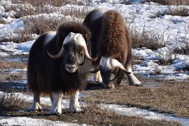 Musk oxen
