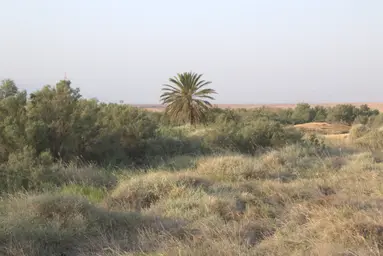 habitat ungrazed.jpg