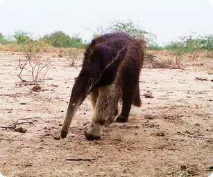 Image by wcsparaguay@wcs.org