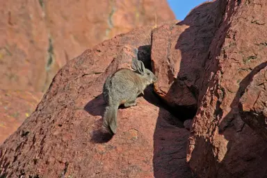 Mountain Vizcacha