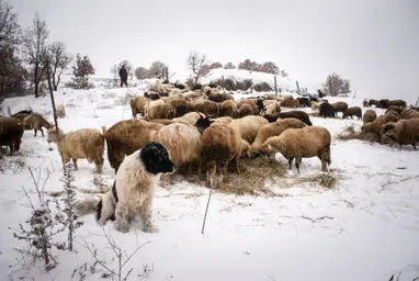 Credit Hristo Peschev - FWFF (3).jpg