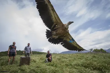 Bulgarie_Vautour_Bioparc_Credit FWFF.jpg