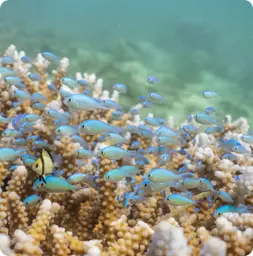 Image by drahmawati@wcs.org (Ditta)/ sfadela@wcs.org (Sheyka)