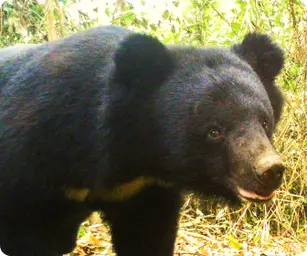 Image by WCS Cameral trap image