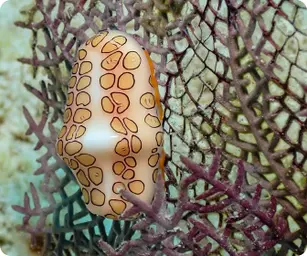 Image by nrossi@wcs.org