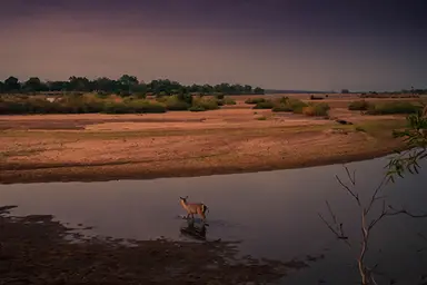 Waterbuck in Niassa