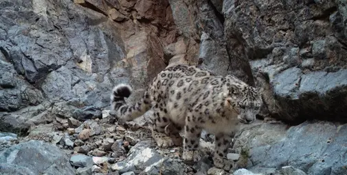 2022_SLT_Mâle Sym_Tost.png