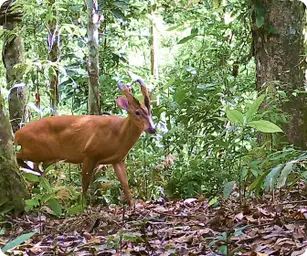 Image by chphommachanh@saolafoundation.org