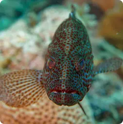 Image by nrossi@wcs.org