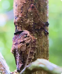 Image by akirkby@wcs.org