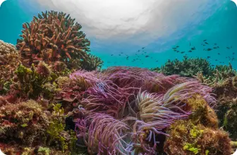 Image by drahmawati@wcs.org (Ditta)/ sfadela@wcs.org (Sheyka)