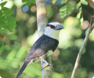 Image by fsantos@wcs.org