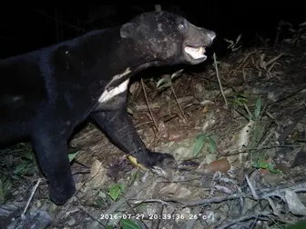 Image by indonesia@wcs.org