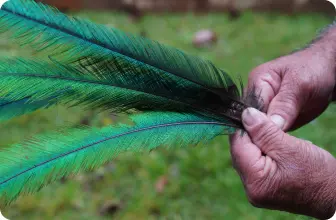 Image by cnovelo@wcs.org