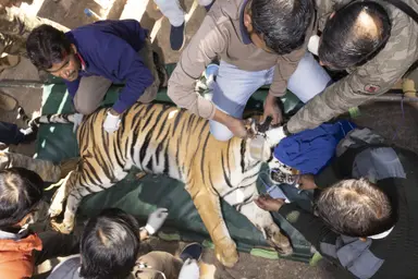 Wct's Vet Dr Prashant Tightening the Collar Around the Neck of the Tiger Just Before Its Tranportation From Bandhavgarh to Sanjay Dubri Tiger Reserve for Release 2 Credit Yashpal Rathore