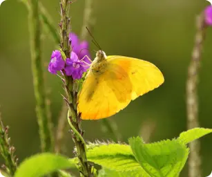 Image by mjdiaz@wcs.org