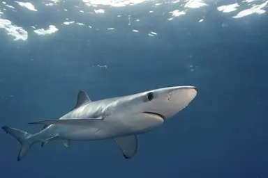 Blue shark