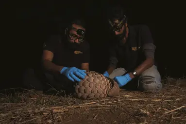 Wct’s Field Biologists in the Process of Radio Tagging a Pangolin